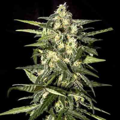 Auto Jack Herer > Green House Seed Company | Autoflowering Cannabis   |  Sativa